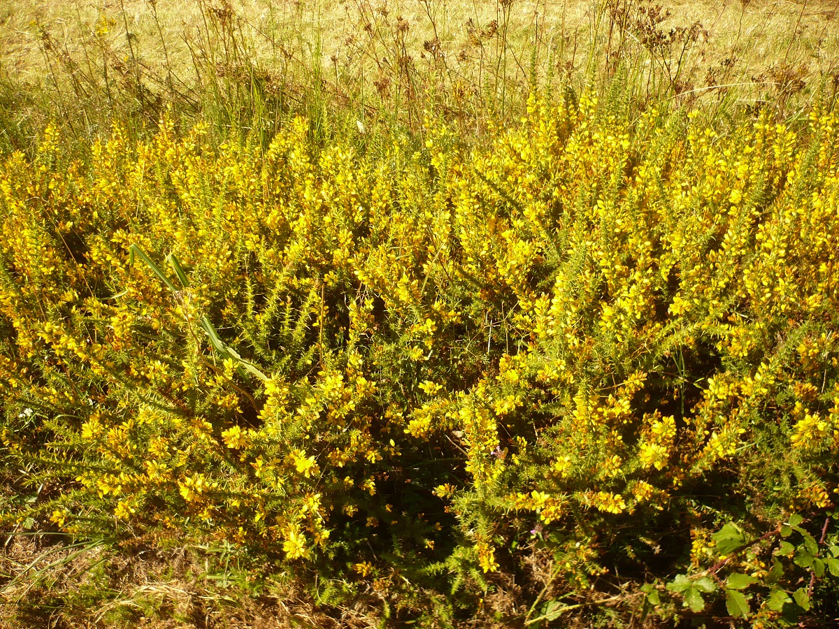 Ulex minor (Fabaceae)